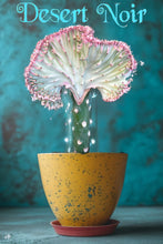 Load image into Gallery viewer, Coral Cactus, Eurphorbia lactea cristata, Euphorbia neriifolia, Very Rare, Live Plant