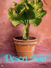 Load image into Gallery viewer, Coral Cactus, Eurphorbia lactea cristata, Euphorbia neriifolia, Very Rare, Live Plant