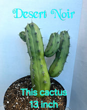 Load image into Gallery viewer, Blue Myrtle Cactus – Myrtillocactus geometrizans Live Cactus, Blue Candle Succulent, Columnar Desert Plant