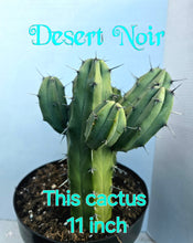 Load image into Gallery viewer, Blue Myrtle Cactus – Myrtillocactus geometrizans Live Cactus, Blue Candle Succulent, Columnar Desert Plant