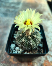 Load image into Gallery viewer, Astrophytum asterias cactus