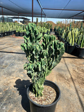 Load image into Gallery viewer, Cereus Peruvianus Monstrose, moon blooming