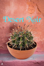 Load image into Gallery viewer, Fire Barrel Cactus, Mexican Fire Barrel, Ferocactus gracilis, Cactus, Succulent, Live Plant
