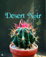Load image into Gallery viewer, Fire Barrel Cactus, Mexican Fire Barrel, Ferocactus gracilis, Cactus, Succulent, Live Plant