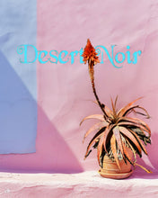 Load image into Gallery viewer, Red Aloe (Aloe Cameronii), Cameron's Ruwari Aloe, live plant