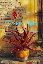 Load image into Gallery viewer, Red Aloe (Aloe Cameronii), Cameron's Ruwari Aloe, live plant