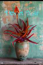 Load image into Gallery viewer, Red Aloe (Aloe Cameronii), Cameron's Ruwari Aloe, live plant