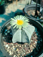 Load image into Gallery viewer, Bishop's cap, Astrophytum myriostigma