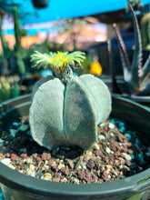 Load image into Gallery viewer, Bishop's cap, Astrophytum myriostigma