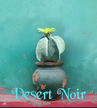 Load image into Gallery viewer, Bishop's cap, Astrophytum myriostigma