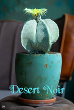 Load image into Gallery viewer, Bishop's cap, Astrophytum myriostigma