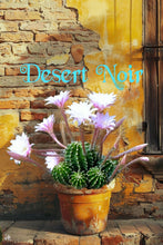 Load image into Gallery viewer, Easter Lilly Cactus, Echinopsis oxygona, cactus flower, cactus, succulent, live plant