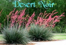 Load image into Gallery viewer, Red Yucca – Hesperaloe parviflora Live Plant, Drought-Tolerant Flowering Succulent, Coral Blooming Yucca, Xeriscape Favorite