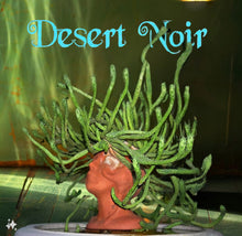 Load image into Gallery viewer, Medusa's Head Cactus, flanaganii, muirii, caput-medusa, cactus, succulent, Live Plant