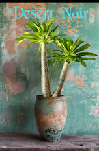 Load image into Gallery viewer, Madagascar Palm – Pachypodium lamerei Live Succulent Tree, Rare Spiny Trunk Plant, Tropical Desert Look, Indoor or Patio