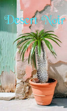 Load image into Gallery viewer, Madagascar Palm – Pachypodium lamerei Live Succulent Tree, Rare Spiny Trunk Plant, Tropical Desert Look, Indoor or Patio