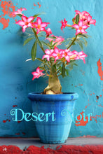 Load image into Gallery viewer, Desert Rose, Adenium obesum
