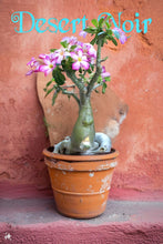 Load image into Gallery viewer, Desert Rose, Adenium obesum