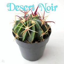 Load image into Gallery viewer, Devils Tongue Barrel Cactus, Ferocactus latispinus, fish hook cactus, barrel cactus, cactus, succulent, live plant