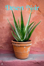 Load image into Gallery viewer, Organic Aloe Vera, Aloe, aloe barbadensis, cactus, succulent, live plant, red flower

