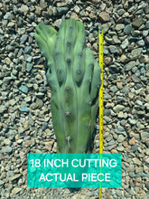 Load image into Gallery viewer, Crested Blue Candle, myrtillocactus geometrizans cristata, Crested Blue Flame, Crested Blue Myrtle, Live plant, cactus, succulent