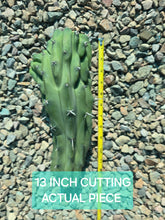 Load image into Gallery viewer, Crested Blue Candle, myrtillocactus geometrizans cristata, Crested Blue Flame, Crested Blue Myrtle, Live plant, cactus, succulent