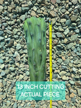 Load image into Gallery viewer, Crested Blue Candle, myrtillocactus geometrizans cristata, Crested Blue Flame, Crested Blue Myrtle, Live plant, cactus, succulent