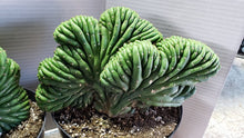 Load image into Gallery viewer, Crested San Pedro