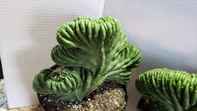 Load image into Gallery viewer, Crested San Pedro