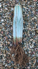 Load image into Gallery viewer, Blue Torch Cactus, Pilosocereus Azureus, Brazilian Blue Cactus, Live Plant, Cactus, Succulent