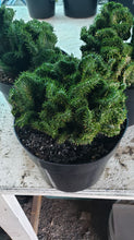Load image into Gallery viewer, Emerald Idol, Opuntia Cylindrica Cristata, Succulent, Crested Cactus, Live Cactus