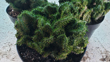 Load image into Gallery viewer, Emerald Idol, Opuntia Cylindrica Cristata, Succulent, Crested Cactus, Live Cactus