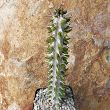 Load image into Gallery viewer, Madagascar ocotillo, African Ocotillo, Alluaudia procera