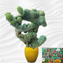Load image into Gallery viewer, Dinosaur Back (Myrtillocactus geometrizans f. cristata), Crested cactus, succulent, live plant
