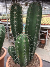 Load image into Gallery viewer, Stenocereus griseus, Mexican organ pipe, dagger cactus, pitaya, pitayo de mayo, Cactus, Suculent, Live Plant