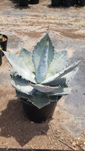 Load image into Gallery viewer, Agave titanota, Chalk agave, Asparagaceae