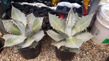 Load image into Gallery viewer, Agave titanota, Chalk agave, Asparagaceae