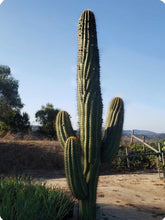 Load image into Gallery viewer, Argentine saguaro, Leucostele terscheckii