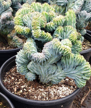 Load image into Gallery viewer, Dinosaur Back (Myrtillocactus geometrizans f. cristata), Crested cactus, succulent, live plant