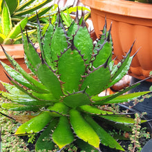 Load image into Gallery viewer, Agave horrida, Mexcalmetl, Agave
