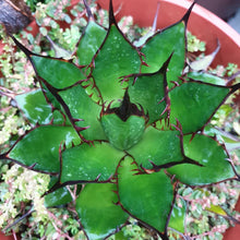 Load image into Gallery viewer, Agave horrida, Mexcalmetl, Agave