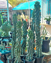 Load image into Gallery viewer, Cereus Peruvianus Monstrose, moon blooming