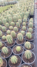 Load image into Gallery viewer, Argentine saguaro, Leucostele terscheckii