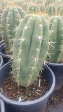 Load image into Gallery viewer, Argentine saguaro, Leucostele terscheckii
