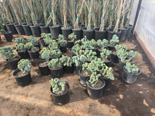 Load image into Gallery viewer, Dinosaur Back (Myrtillocactus geometrizans f. cristata), Crested cactus, succulent, live plant