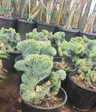 Load image into Gallery viewer, Dinosaur Back (Myrtillocactus geometrizans f. cristata), Crested cactus, succulent, live plant