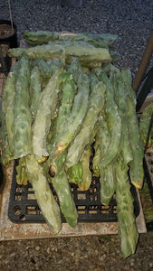 Center cut cactus (various)