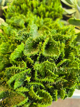 Load image into Gallery viewer, Euphorbia Flanaganii f. Cristata, Crested Medusa, RARE, Cactus, succulent, live plant, LIMITED