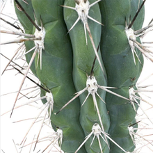 Load image into Gallery viewer, Toothpick cactus, Stetsonia coryne, Cactus, Succulent, Live Plant