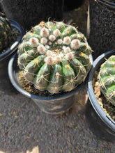 Load image into Gallery viewer, Notocactus Concinnus v Gerbalitoensis, Parodia concinna var. yerbalitoensis, Cactus, Succulent, Live Plant